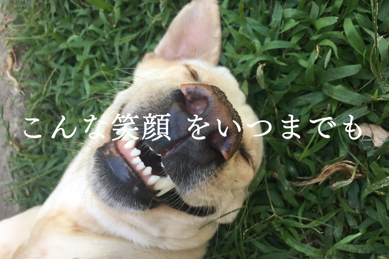 笑顔の犬