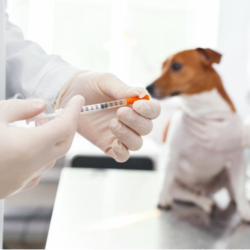 予防接種を受ける犬