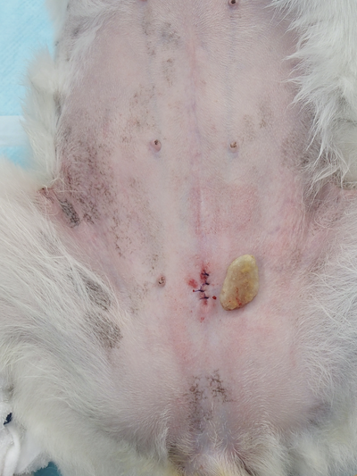 腹腔鏡下で膀胱結石を摘出した傷