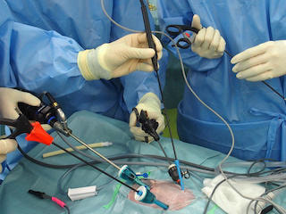 腹腔鏡下胆嚢摘出を受ける犬