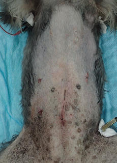 犬における腹腔鏡下胆嚢摘出後の傷口