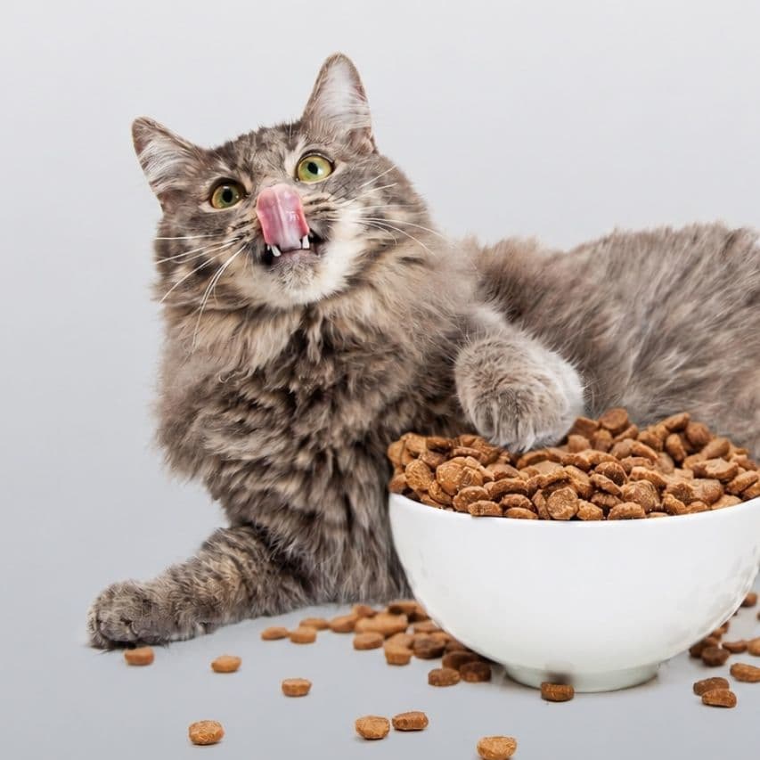 療法食を食べる猫